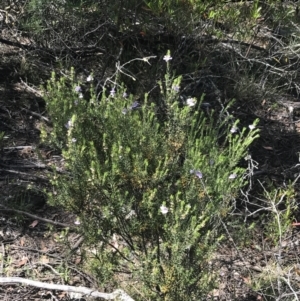 Westringia eremicola at Bungonia, NSW - 31 Oct 2021