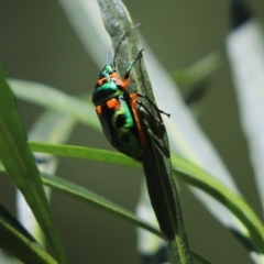 Scutiphora pedicellata (Metallic Jewel Bug) at Cook, ACT - 27 Oct 2021 by Tammy