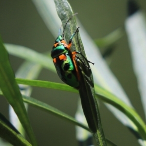 Scutiphora pedicellata at Cook, ACT - 27 Oct 2021 09:44 AM