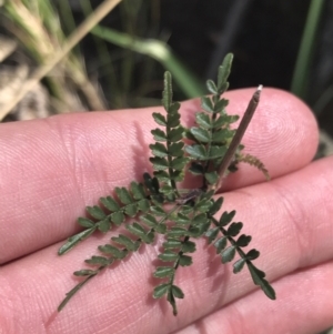 Pandorea pandorana at Bungonia, NSW - 31 Oct 2021