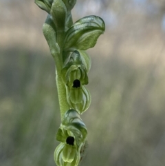 Hymenochilus bicolor (ACT) = Pterostylis bicolor (NSW) (Black-tip Greenhood) at Throsby, ACT - 2 Nov 2021 by AJB