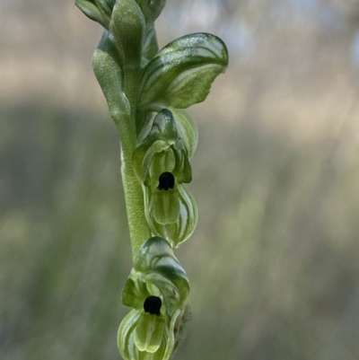 Hymenochilus bicolor (ACT) = Pterostylis bicolor (NSW) (Black-tip Greenhood) at Throsby, ACT - 2 Nov 2021 by AJB