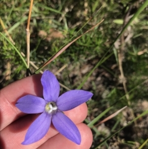 Wahlenbergia stricta subsp. stricta at Bungonia, NSW - 31 Oct 2021 11:07 AM