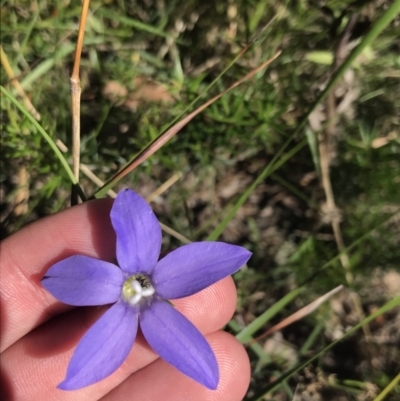 Wahlenbergia stricta subsp. stricta (Tall Bluebell) at Bungonia, NSW - 31 Oct 2021 by Tapirlord