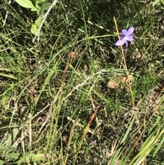 Wahlenbergia stricta subsp. stricta at Bungonia, NSW - 31 Oct 2021