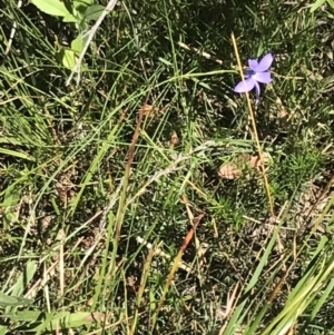 Wahlenbergia stricta subsp. stricta at Bungonia, NSW - 31 Oct 2021 11:07 AM