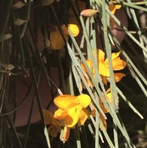Jacksonia scoparia at Bungonia, NSW - 31 Oct 2021