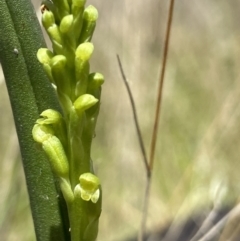 Microtis parviflora (Slender Onion Orchid) at Throsby, ACT - 2 Nov 2021 by AJB