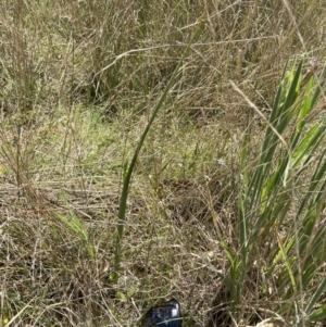 Microtis parviflora at Throsby, ACT - 2 Nov 2021