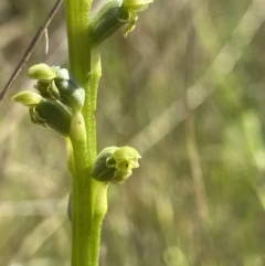 Microtis unifolia (Common Onion Orchid) at Goorooyarroo NR (ACT) - 2 Nov 2021 by AJB