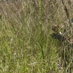 Microtis unifolia at Throsby, ACT - suppressed