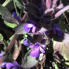 Ajuga australis at Bungonia, NSW - 31 Oct 2021 11:19 AM