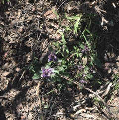 Ajuga australis at Bungonia, NSW - 31 Oct 2021 11:19 AM