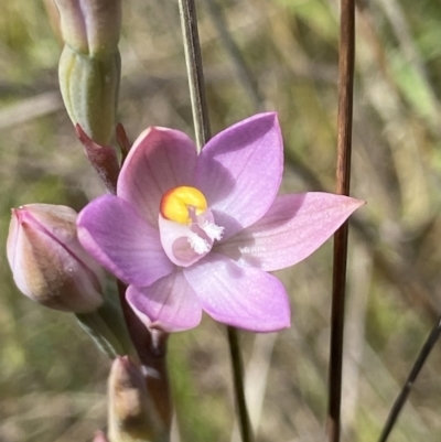 Thelymitra peniculata (Blue Star Sun-orchid) at Throsby, ACT - 2 Nov 2021 by AJB