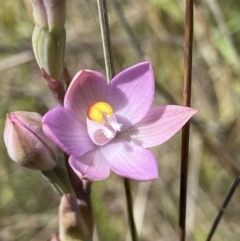 Thelymitra peniculata (Blue Star Sun-orchid) at Goorooyarroo NR (ACT) - 2 Nov 2021 by AJB