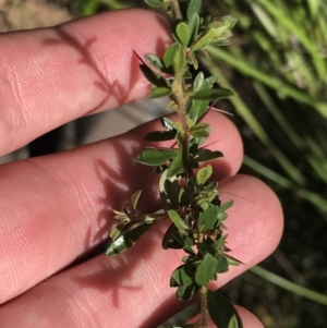 Bursaria spinosa at Bungonia, NSW - 31 Oct 2021