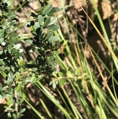 Bursaria spinosa at Bungonia, NSW - 31 Oct 2021