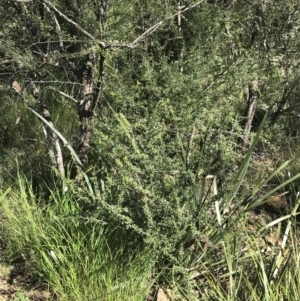 Bursaria spinosa at Bungonia, NSW - 31 Oct 2021