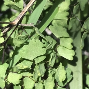 Adiantum aethiopicum at Bungonia, NSW - 31 Oct 2021