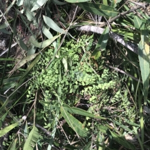 Adiantum aethiopicum at Bungonia, NSW - 31 Oct 2021