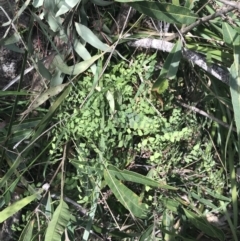 Adiantum aethiopicum at Bungonia, NSW - 31 Oct 2021