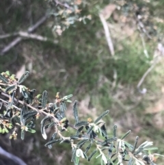 Pomaderris angustifolia at Bungonia, NSW - 31 Oct 2021 11:38 AM