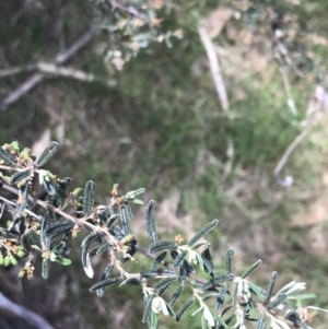 Pomaderris angustifolia at Bungonia, NSW - 31 Oct 2021