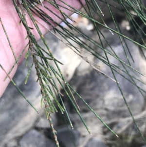 Casuarina cunninghamiana subsp. cunninghamiana at Bungonia, NSW - 31 Oct 2021