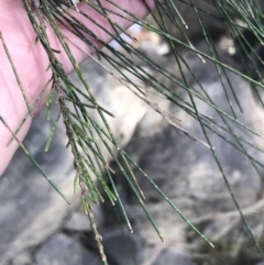 Casuarina cunninghamiana subsp. cunninghamiana (River She-Oak, River Oak) at Bungonia State Conservation Area - 31 Oct 2021 by Tapirlord