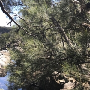 Casuarina cunninghamiana subsp. cunninghamiana at Bungonia, NSW - 31 Oct 2021
