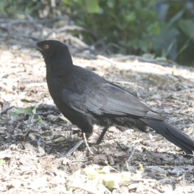 Corcorax melanorhamphos (White-winged Chough) at Mount Ainslie to Black Mountain - 1 Nov 2021 by AlisonMilton