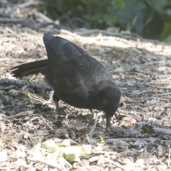 Corcorax melanorhamphos at Parkes, ACT - 2 Nov 2021 09:49 AM