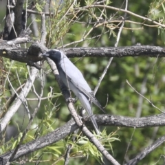 Coracina novaehollandiae (Black-faced Cuckooshrike) at Parkes, ACT - 2 Nov 2021 by AlisonMilton