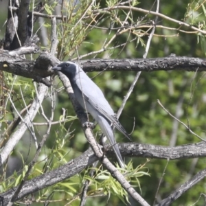 Coracina novaehollandiae at Parkes, ACT - 2 Nov 2021