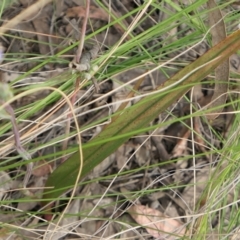 Thelymitra arenaria (Forest Sun Orchid) at Gundaroo, NSW - 1 Nov 2021 by MaartjeSevenster