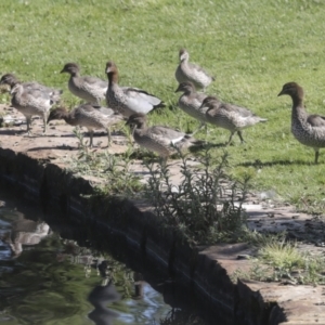 Chenonetta jubata at Parkes, ACT - 2 Nov 2021 09:33 AM