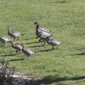 Chenonetta jubata at Parkes, ACT - 2 Nov 2021 09:33 AM