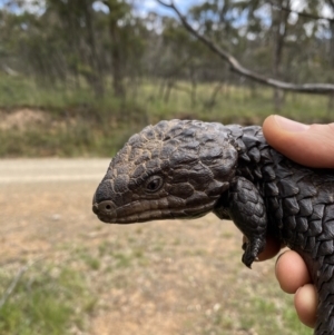 Tiliqua rugosa at Hackett, ACT - 23 Oct 2021 02:45 PM