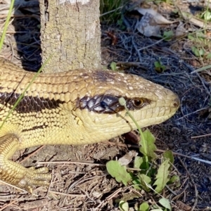 Tiliqua scincoides scincoides at Hackett, ACT - 9 Oct 2021