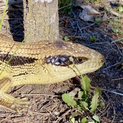 Tiliqua scincoides scincoides (Eastern Blue-tongue) at Mount Majura - 9 Oct 2021 by AndrewCB