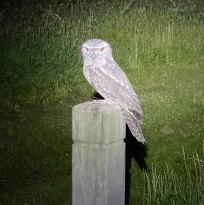 Podargus strigoides (Tawny Frogmouth) at Watson, ACT - 28 Oct 2021 by AndrewCB