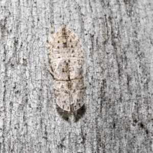 Ledromorpha planirostris at Scullin, ACT - 31 Oct 2021