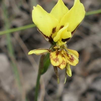 Diuris sulphurea (Tiger Orchid) at Gundaroo, NSW - 1 Nov 2021 by MaartjeSevenster