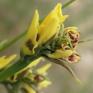 Diuris sulphurea at Gundaroo, NSW - suppressed