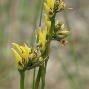 Diuris sulphurea at Gundaroo, NSW - suppressed