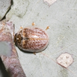 Paropsisterna m-fuscum at Scullin, ACT - 31 Oct 2021