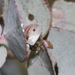 Paropsisterna m-fuscum at Scullin, ACT - 31 Oct 2021