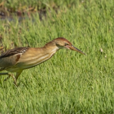 Ixobrychus dubius (Australian Little Bittern) at Fyshwick, ACT - 2 Nov 2021 by trevsci