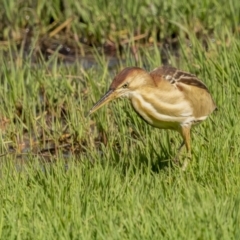 Ixobrychus dubius at Fyshwick, ACT - 2 Nov 2021