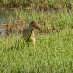 Ixobrychus dubius at Fyshwick, ACT - 2 Nov 2021